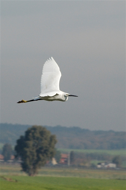 Garzetta - Egretta garzetta